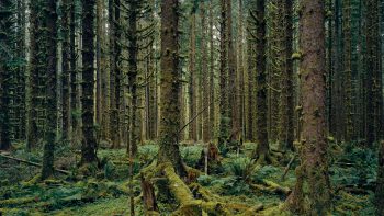 Sitka Spruce, Hoh Rain Forest, Olympic National Park, Washington 2017  © Mitch Epstein
