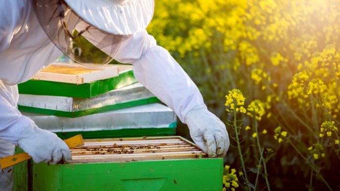 Crowdfunding per tutelare gli insetti impollinatori