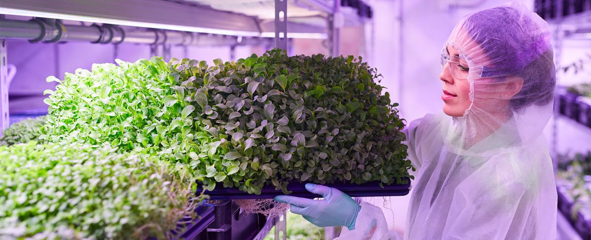 The image of the News on Terra Next portrays a scientist inside a greenhouse. She holds a tray full of green leafy plants in her hands. She is wearing a gown that also covers her hair, as well as gloves and protective goggles.