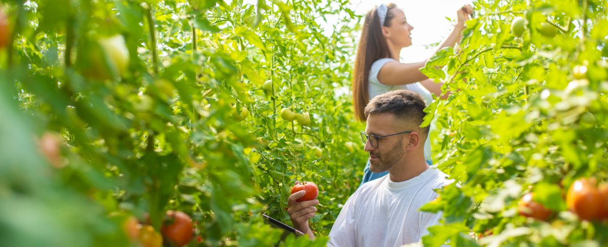 L’immagine che accompagna la News sul supporto di Intesa Sanpaolo all’agroalimentare italiano ribadito in occasione del Summit organizzato da Gambero Rosso, ritrae alcuni giovani immersi in una coltivazione di pomodori, intenti ad osservarne le caratteristiche