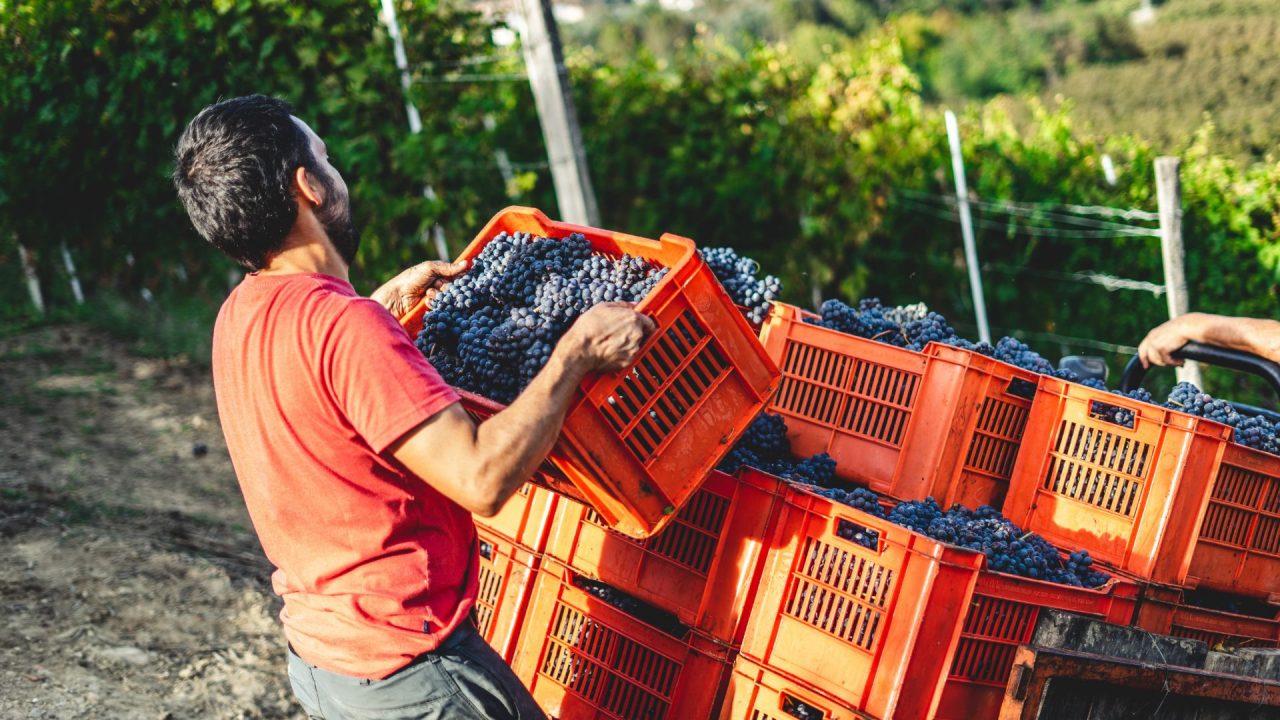 Agroalimentare italiano: Intesa Sanpaolo supporta il settore vitivinicolo