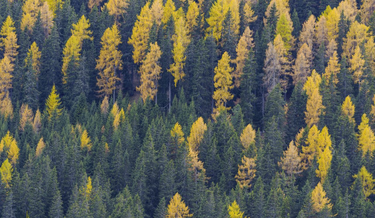 Image of a forestry